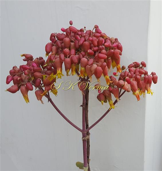  Inflorescence